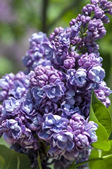 Images Dated 13th May 2013: USA, Massachusetts, Boston, Arnold Arboretum, purple lilac tree