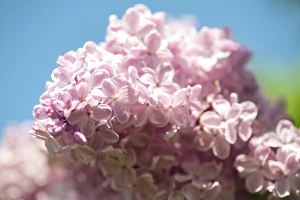 Images Dated 13th May 2013: USA, Massachusetts, Boston, Arnold Arboretum, pink lilac tree