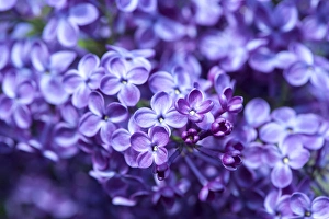 Images Dated 13th May 2013: USA, Massachusetts, Boston, Arnold Arboretum, purple lilac tree