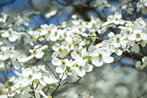 USA, Massachusetts, Boston, Arnold Arboretum, Dogwood tree