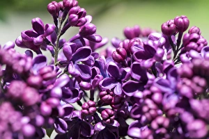 USA, Massachusetts, Boston, Arnold Arboretum, purple lilac tree