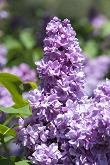 Images Dated 13th May 2013: USA, Massachusetts, Boston, Arnold Arboretum, purple lilac tree