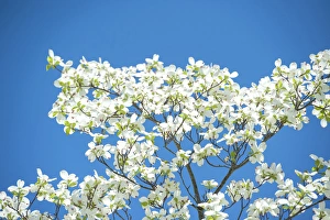 Images Dated 13th May 2013: USA, Massachusetts, Boston, Arnold Arboretum, Dogwood tree