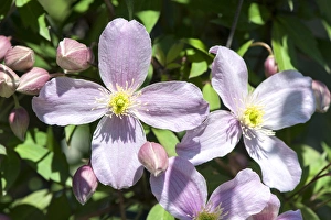 USA, Massachusetts, Boston, Arnold Arboretum, Clematis