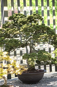 Images Dated 13th May 2013: USA, Massachusetts, Boston, Arnold Arboretum, Bonsai tree