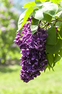Images Dated 13th May 2013: USA, Massachusetts, Boston, Arnold Arboretum, purple lilac