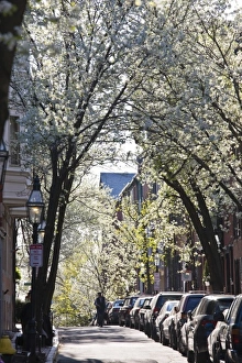 Images Dated 24th April 2008: USA, Massachusetts, Boston, Beacon Hill. Pinckney Street, spring blossoms