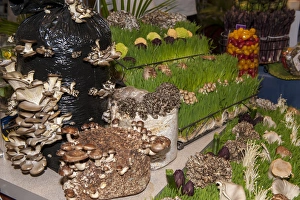 Images Dated 20th March 2011: USA, Massachusetts, Boston, Boston Food and Restaurant Show, mushrooms