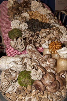 Images Dated 20th March 2011: USA, Massachusetts, Boston, Boston Food and Restaurant Show, mushrooms