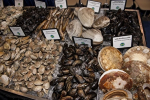 USA, Massachusetts, Boston, Boston Food and Restaurant Show, clams and oysters, scallops