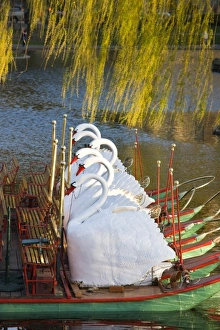 Images Dated 24th April 2008: USA, Massachusetts, Boston. Public Garden, Swanboats
