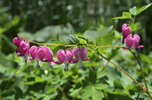 Images Dated 15th June 2007: USA; Massachusetts; Boylston; Tower Hill Botanic Garden; close-up of pink bleeding heart