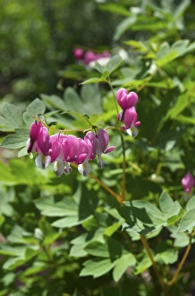 Images Dated 15th June 2007: USA; Massachusetts; Boylston; Tower Hill Botanic Garden; pink bleeding heart