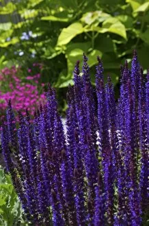 Images Dated 15th June 2007: USA; Massachusetts; Boylston; Tower Hill Botanic Garden; purple liatris