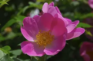 Images Dated 15th June 2007: USA, Massachusetts, Boylston, Tower Hill Botanic Garden, close-up of pink paeonie