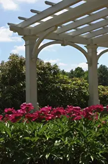 Images Dated 15th June 2007: USA, Massachusetts, Boylston, Tower Hill Botanic Garden, paeonies in bloom