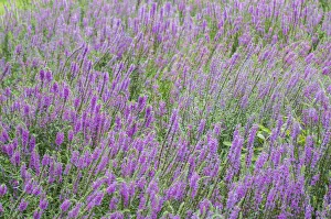 Images Dated 10th August 2016: USA, Massachusetts, Cape Ann, Annisquam, purple loosestrife, Lythrum salicaria, late