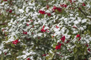 Prints of USA, Massachusetts, Cape Ann, Annisquam. Holly berries, aquifoliaceae, under snow Images Dated 2017 December: USA, Massachusetts, Cape Ann, Annisquam. Holly berries, aquifoliaceae, under snow