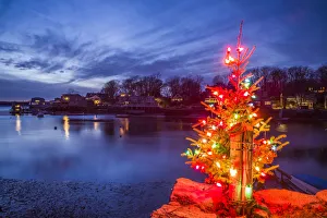 Prints of USA, Massachusetts, Cape Ann, Annisquam. Lobster Cove, Christmas Tree Images Dated 2017 December: USA, Massachusetts, Cape Ann, Annisquam. Lobster Cove, Christmas Tree