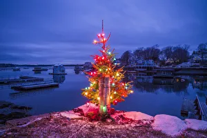 Prints of USA, Massachusetts, Cape Ann, Annisquam. Lobster Cove, Christmas Tree Images Dated 2017 December: USA, Massachusetts, Cape Ann, Annisquam. Lobster Cove, Christmas Tree
