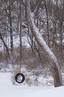 Prints of USA, Massachusetts, Cape Ann, Annisquam. Tire swing in the snow, winter Images Dated 2017 December: USA, Massachusetts, Cape Ann, Annisquam. Tire swing in the snow, winter