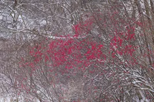 Prints of USA, Massachusetts, Cape Ann, Annisquam. Winterberries, Ilex verticillata, winter Images Dated 2017 December: USA, Massachusetts, Cape Ann, Annisquam. Winterberries, Ilex verticillata, winter