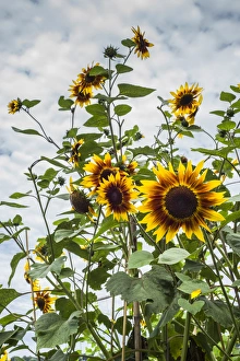 Images Dated 21st August 2014: USA, Massachusetts, Cape Ann, Gloucester, Annisquam, sunflowers