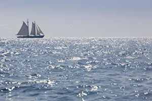 Images Dated 4th September 2016: USA, Massachusetts, Cape Ann, Gloucester, Americas Oldest Seaport, Gloucester