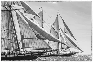 Transportation Prints: USA, Massachusetts, Cape Ann, Gloucester. Gloucester Schooner Festival