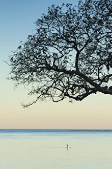 Images Dated 13th November 2016: USA, Massachusetts, Cape Ann, Rockport, tree over Front Beach at dusk