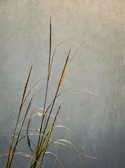 Reed Prints: USA, Massachusetts, Cape Cod, Dew-covered reeds at sunrise (texture overlay)