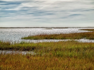 Marsh Prints: USA, Massachusetts, Cape Cod, Eastham