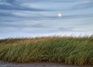 Moonrise Prints: USA, Massachusetts, Cape Cod, Full moon rising at First Encounter Beach