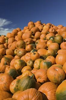 Images Dated 24th September 2005: USA, Massachusetts, Central, CONCORD: Pumpkins / Autumn
