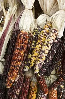 Images Dated 24th September 2005: USA, Massachusetts, Central, CONCORD: Dried Native Corn / Autumn