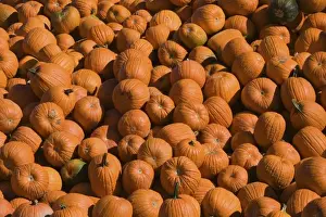 Squash Prints: USA, Massachusetts, Central, CONCORD: Pumpkins / Autumn