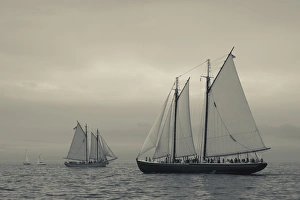USA, Massachusetts, Gloucester, Schooner Festival, schooners in Gloucester Harbor
