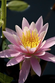 Images Dated 30th July 2007: USA, Massachusetts, Great Barrington, lily pad flower