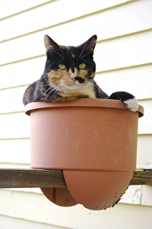 Franklin County Prints: USA, Massachusetts, Greenfield. A calico cat poses in a flowerpot (PR)
