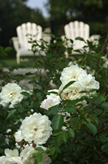 USA; Massachusetts; Marshfield; Adirondack chairs and rose bush (PR) USA; Massachusetts; Marshfield; Adirondack chairs and rose bush (PR)