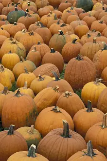 Halloween Prints: USA, Massachusetts, near Shelbourne Pumpkin harvest