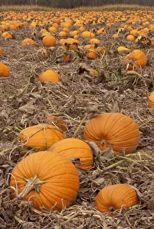 Halloween Prints: USA, Massachusetts, near Shelbourne Pumpkins in field ready for harvest