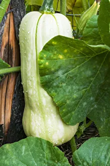 Squash Prints: USA, Massachusetts. Northampton, day of Hurricane Irene