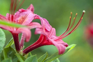Reading Prints: USA, Massachusetts, Reading, azalea
