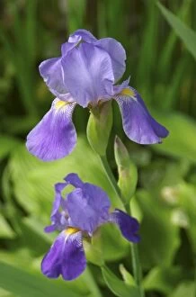 USA, Massachusetts, Reading, bearded iris blooming in garden