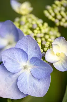 Images Dated 23rd June 2013: USA, Massachusetts, Reading, blue Lacecap Hydrangea