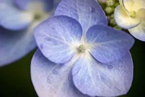 Reading Prints: USA, Massachusetts, Reading, blue Lacecap Hydrangea