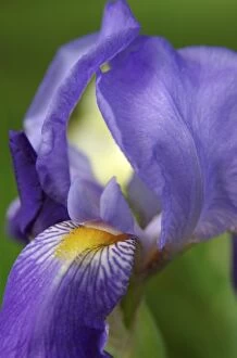 Images Dated 2nd June 2007: USA, Massachusetts, Reading, close-up of bearded iris