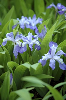 Images Dated 13th May 2007: USA, Massachusetts, Reading, Dwarf Iris