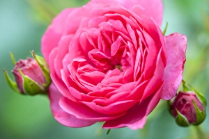 Reading Prints: USA, Massachusetts, Reading, Knock Out rose